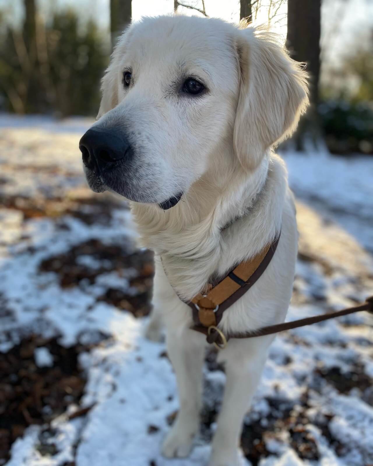 Mango the dog looking regal and curious