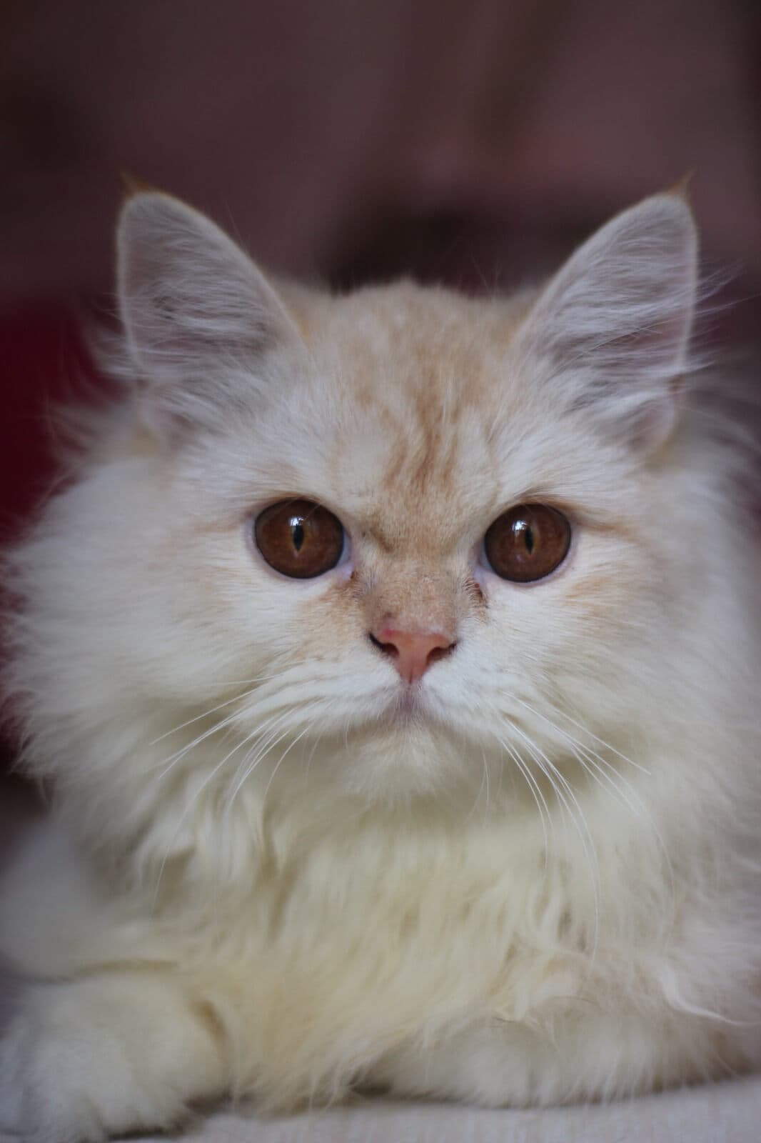 Picchu the cat with a calm, focused gaze